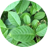 Phytomem One™ Corosolic Acid