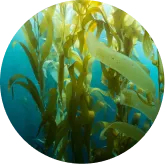 Phytomem One™ Fucoidan